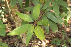 Actinodaphne madraspatana